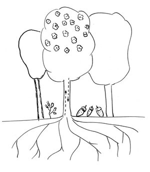 Waldcoaching Waldbild Baum Wurzeln Früchte Blätter Maslow