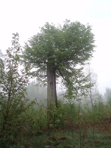 Waldcoaching entzweiter Baumstamm Kronenansatz