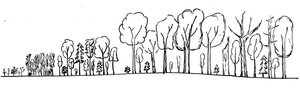 Waldcoaching kleine grosse tote Bäume Wald Waldbild Teamentwicklung